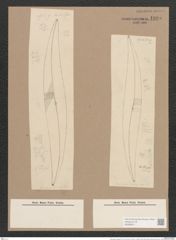 Pleurosigma stuxbergii Cl. et Gr. (de-Toni-Nr.: Genus 13, Species 1053) Zeichnungen Sammlung Grunow Nr. 1895 (NHMW-BOT-W0369011)
